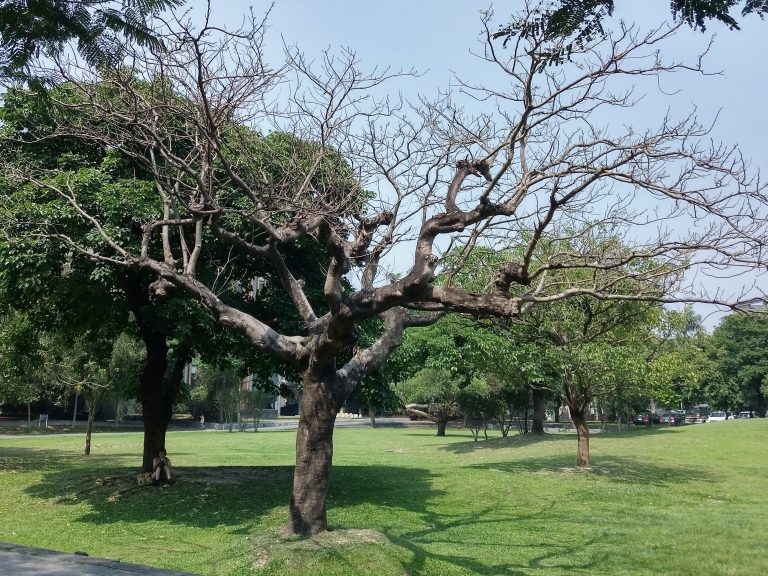 感染褐根病而枯死的鳳凰木