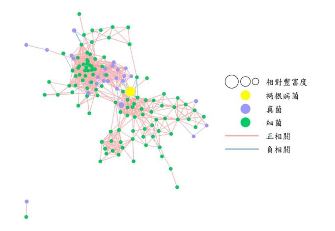 圖6 / 褐根病菌與其他榕樹根部微生物族群的關聯性分析