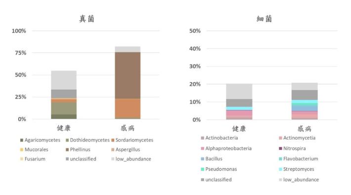 圖5 / 健康與感病榕樹根部各棲位中有差異的微生物族群，百分比表示該類真菌或細菌佔樣本中整體微生物族群的比例