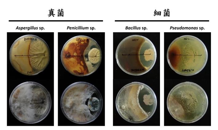 圖7 / 以對峙培養方式在馬鈴薯培養基上，驗證對褐根病菌具拮抗作用的微生物類群