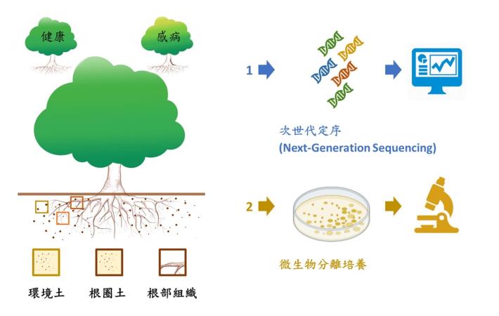 圖2 / 分別採取健康與罹病榕樹的環境土、根圈土與根部組織進行微生物族群分析