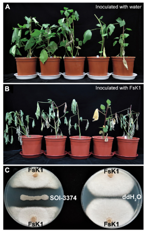 圖二 茄鐮孢菌（FsK1）為造成洛神葵萎凋病的主因。另從田間健康洛神葵植株根圈分離之貝萊斯芽孢桿菌SOI-3374亦具有抑制FsK1之能力及防治洛神葵萎凋病之潛力。