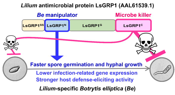 圖四 抗菌蛋白LsGRP1的病原菌調控區段LsGRP1^N與抗菌區段LsGRP1^C在抑制百合灰黴病菌Botrytis elliptica感染上的分工與作用機制。