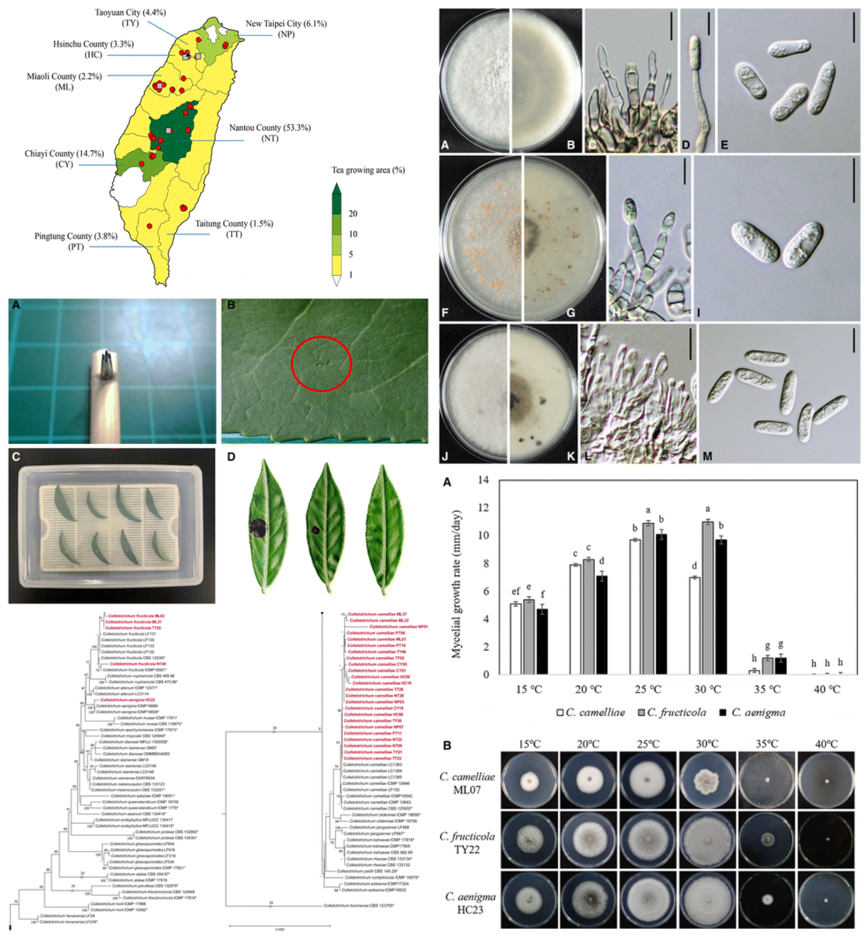 Pathogenicity of Tea Brown Blight in Taiwan