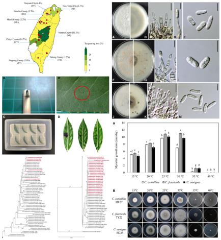 臺灣茶赤葉枯病致病性的全面分析與防治策略