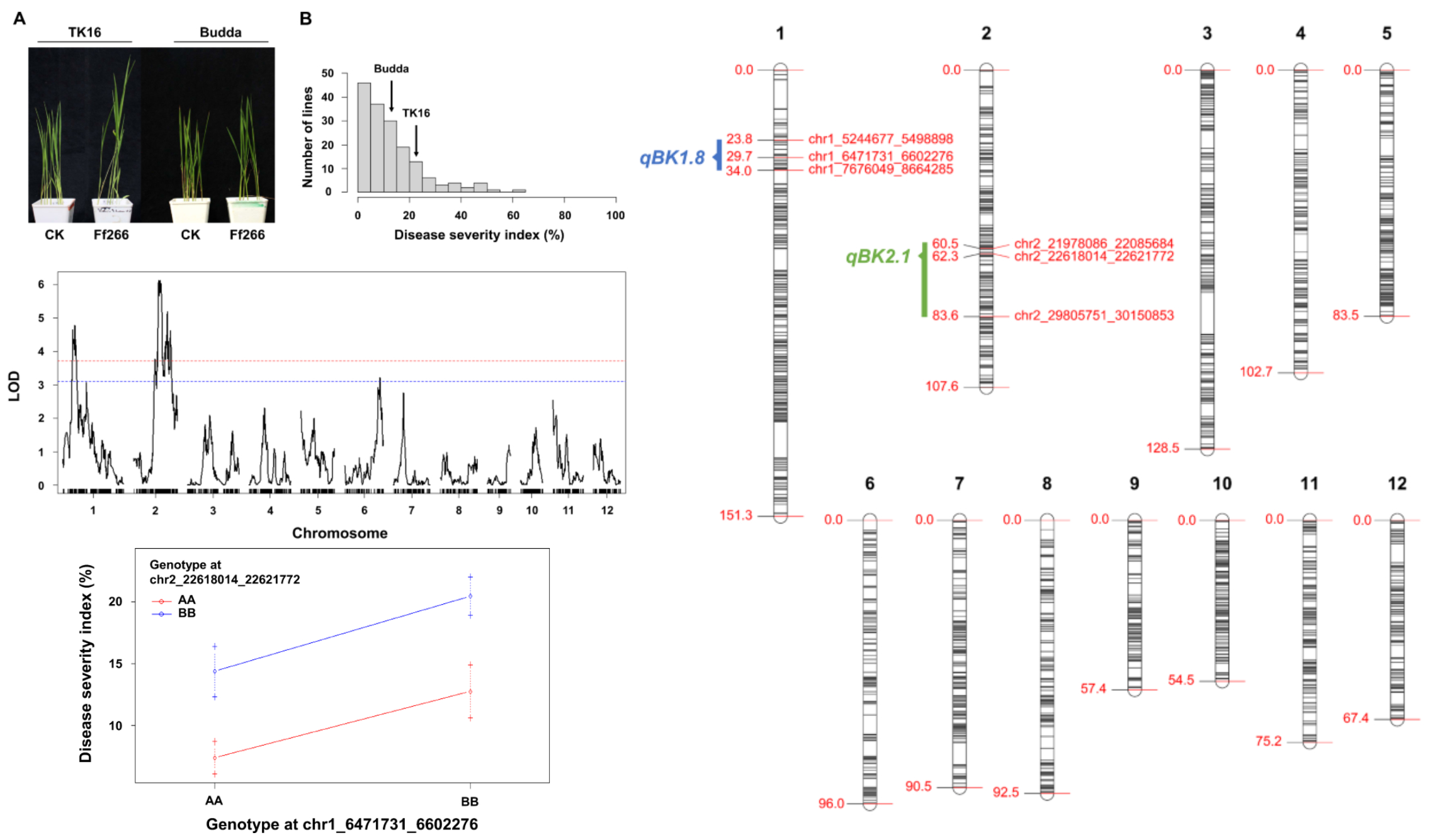 Identification of qBK2.1