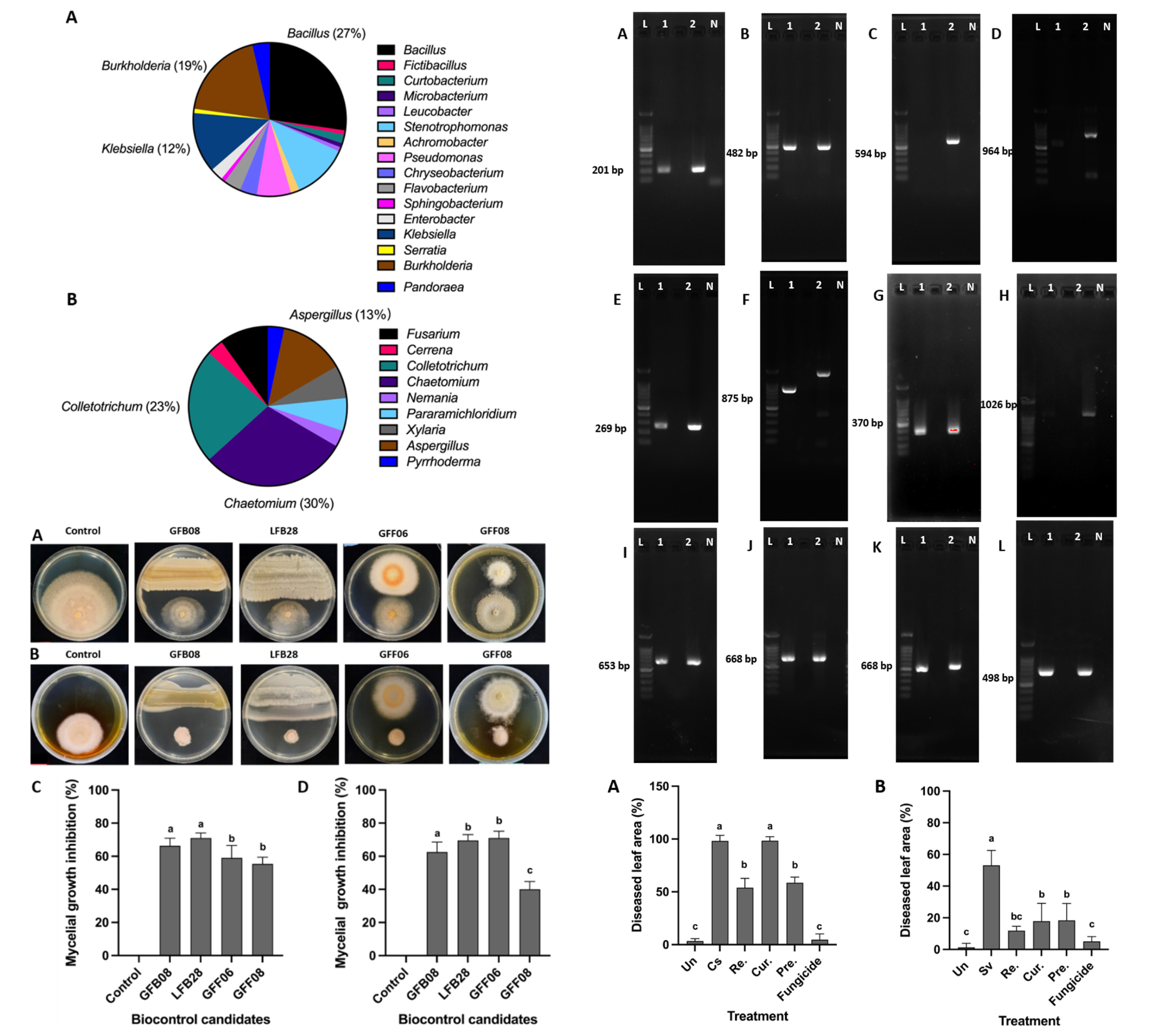 Biocontrol Potential of Endophytic Fungi and Bacteria