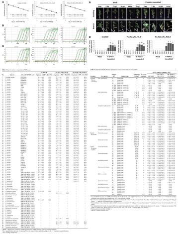 images_large_pdis-01-24-0238-reqPCR技術於褐根病菌靈敏度、專一性與實際檢測結果之評估。