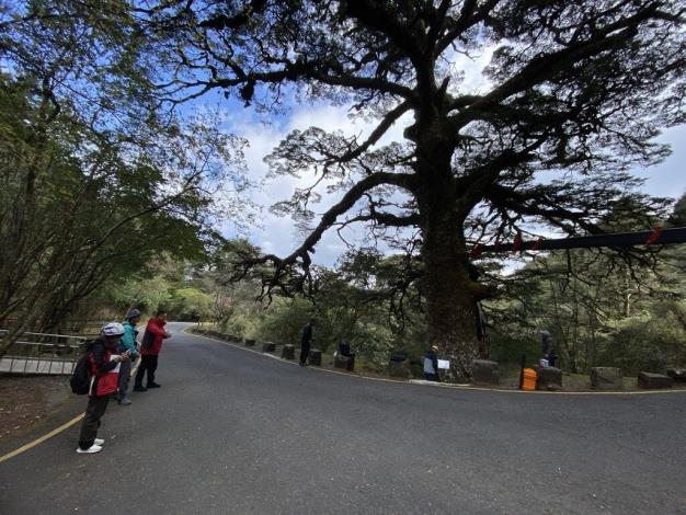 玉山國家公園塔塔加大鐵杉約900歲，但心材腐朽超過樹體50%，玉山國家公園管理處、台大實驗林管理處攜手保護珍貴老樹，透過藥劑灌注及定期監控為老樹健檢、診治。