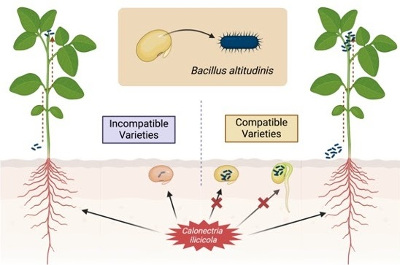 Colonization compatibility with Bacillus altitudinis confers soybean seed rot resistance