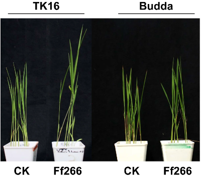 Identification of qBK2.1, a novel QTL controlling rice resistance against Fusarium fujikuroi