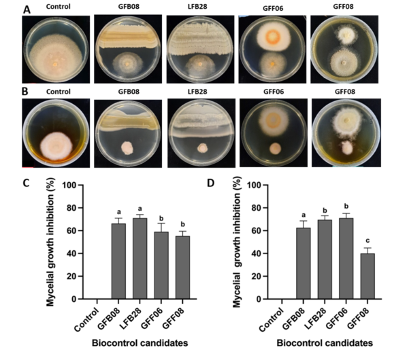 Diversity and Biocontrol Potential of Endophytic Fungi and Bacteria Associated with Healthy Welsh Onion Leaves in Taiwan