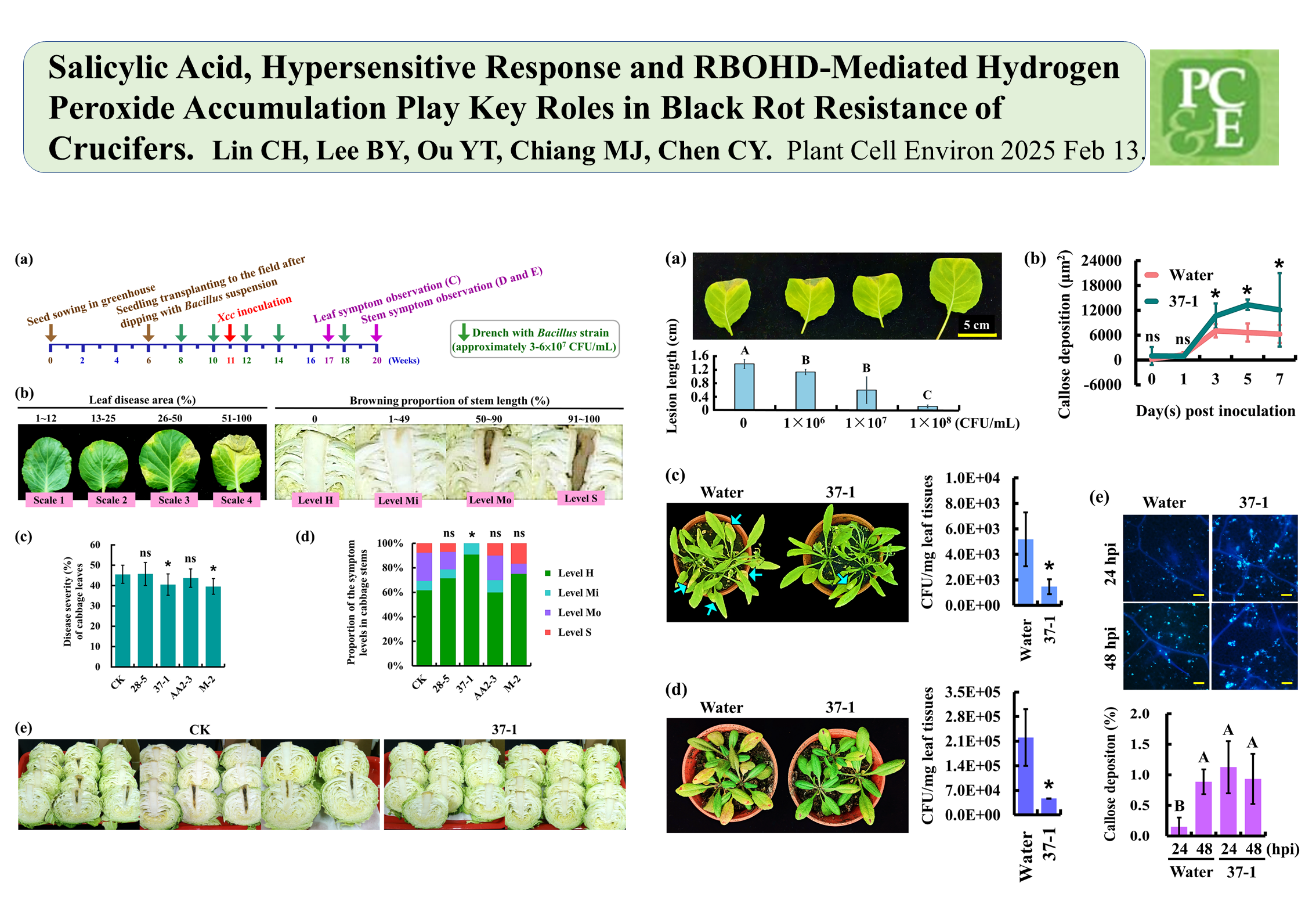 Salicylic Acid, Hypersensitive Response and RBOHD-Mediated Hydrogen Peroxide Accumulation Play Key Roles in Black Rot Resistance of Crucifers